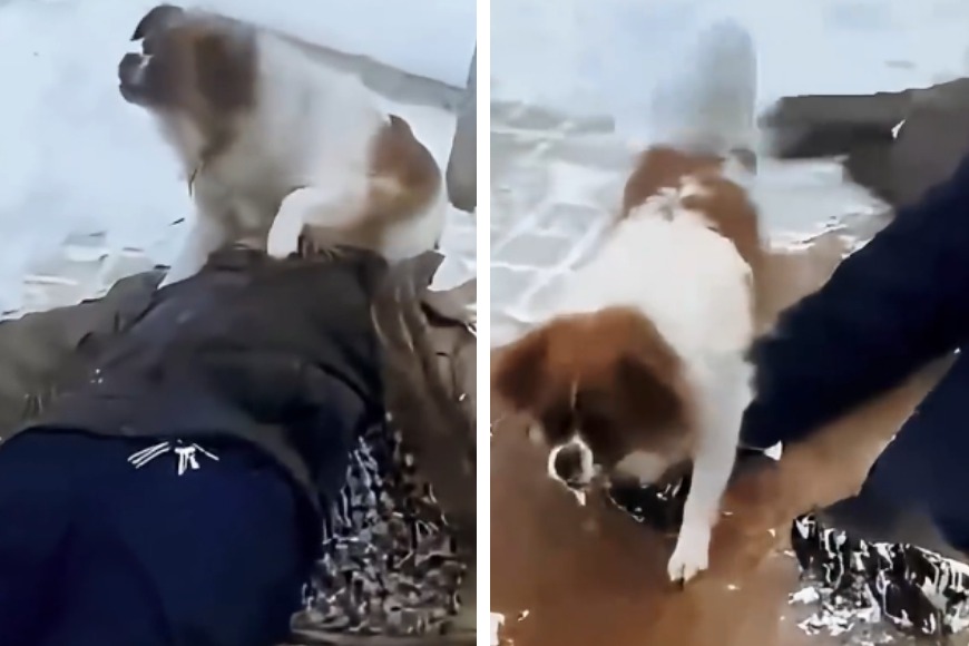 一隻狗狗看到飼主在寒冷大雪天突然暈倒在地，他的愛犬見狀一直守護在身邊，見到有人想靠近的時候還不斷狂吠阻止，用自己的方式守護主人的直擊影片在網路上掀起熱議。 (圖/取自影片)