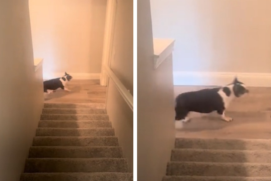 一隻混血法鬥跟女飼主一起搬新家，由於是第一次住在有樓梯的別墅，狗狗相當不習慣，雖然一直聽到飼主呼喚自己的回音，但卻一直找不到媽媽，就這樣在樓梯間跟飼主錯過了3次，爆笑畫面全都被女飼主錄下。 (圖/取自影片)