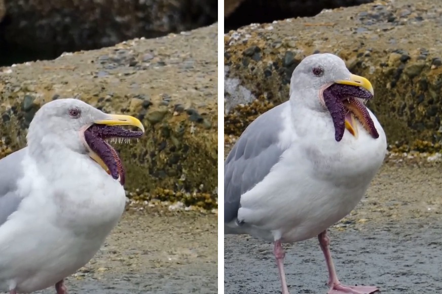 最近網路上一段影片瘋傳，有網友在海邊拍攝風景時，意外拍到一隻海鷗嘴巴怪怪的，拉近一看嘴巴的部分竟伸出觸手像極了異形，恐怖的模樣吸引不少網友熱議。 (圖/取自Reddit)