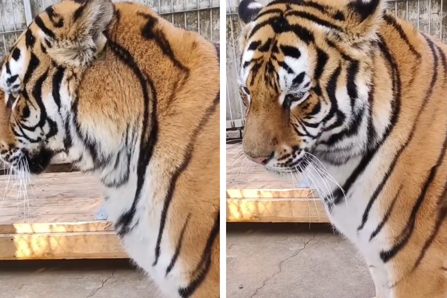 動物園一隻東北虎被安排去相親，結果沒想到竟然慘遭對方嫌棄，老虎難過到不想理會飼育員，還委屈的哭起來了。 (圖/取自影片)