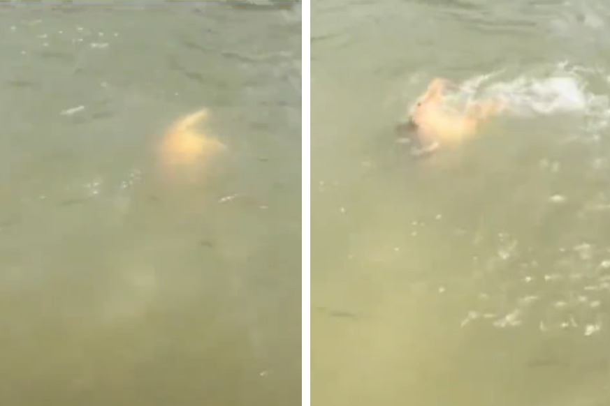 一名網友帶著自家黃金獵犬到河邊玩水，狗狗不是第一次玩水，但這次跳下去之後竟然完全沒有浮出水面，不然就是在水裡載浮載沉，飼主緊張的以為狗狗溺水，差點人都要跳下去，結果下秒狗狗竟然開心的浮出水面還對牠擺出微笑。 (圖/取自影片)