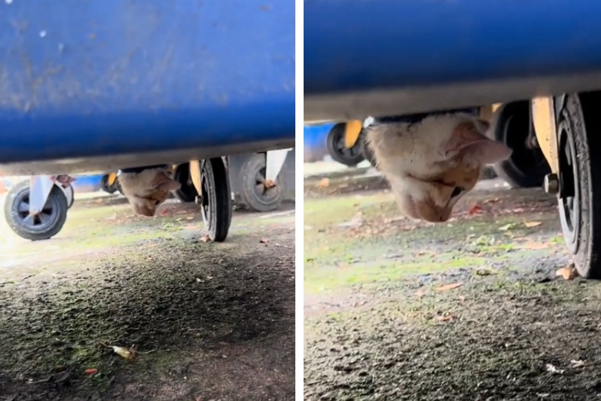 一名物流士在送貨途中發現垃圾子母車底部有一顆小貓的頭，本來以為是有人刻意虐貓把貓屍丟進去，想說要把貓咪拿去安葬才發現牠還活著，只是被一堆垃圾壓住，趕緊將其救上來。 (圖/取自影片)