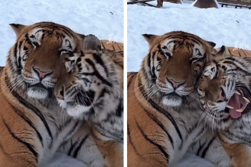 最近有一段短片在網路上瘋傳，一隻雌性老虎平常相當兇悍，但只要在哥哥身邊就會化身撒嬌呼嚕怪，反差的模樣讓不少網友直呼融化了。 (圖/取自影片)