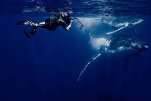 等待每一個未知中「對」的畫面－鯨豚攝影師金磊：每一次的拍攝都是一段驚奇旅程