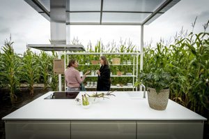 自己餐廳的食材自己種！IKEA 在貨櫃中種萵苣，實現對氣候有益的都市農耕
