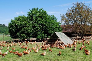 別吃血汗雞蛋－瑞士最嚴養雞標準，保障「雞權」