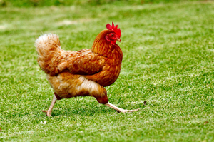 不怕缺蛋！法國官民同心 給母雞最好的「工作條件」