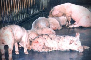 伊比利豬也曾染非洲豬瘟 花了35年才根除