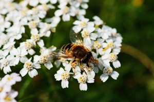 「獨居蜂」是城市生態多樣性的重要元素！B型企業幫助蜜蜂授粉增加收成