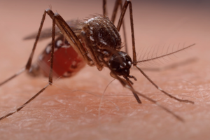 正在吸食人血的埃及斑蚊。埃及斑蚊白天覓食，最常進攻人們的腳踝。 圖／截自YouTube Deep Look