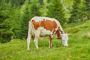 飲食新潮流／草蛋白製作素牛肉 打破傳統肉品產業！