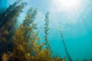 環境保育的救星！「海藻」可作為糧食還有助減少溫室氣體