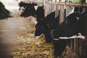 不吃肉就能減碳救地球？永續蔬食路上的畜牧難題