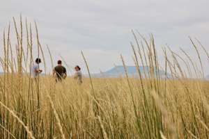 美國研發「神奇穀物」可以代替小麥、還能吃掉二氧化碳？