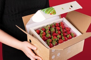 不只無毒、更環保！草莓不用塑膠片固定也能「產地直送」