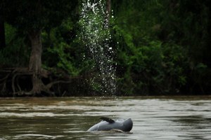 保護印尼最後80隻伊河海豚－新計畫解開漁網纏繞
