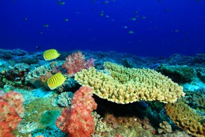 海底魚蝦也會發聲？ 科學家號召全球加入水下生物聲音圖書館計畫