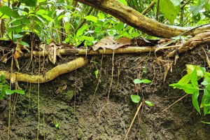 亞馬遜黑土營養豐富 成全球森林復育新契機