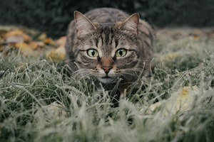 正視頭號外來種威脅 澳洲草擬野貓管理十年計畫