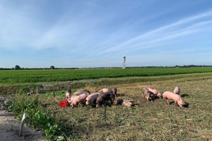 畜牧新實驗－荷蘭機場組「豬隻巡邏隊」維護飛安