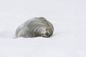 海豹出任務－戴感測器、助科學家蒐集南極冰棚資料