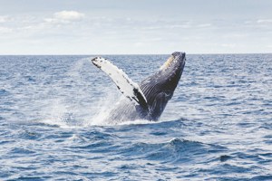 人工鯨魚糞便重建海洋生態？－科學家下月啟動實驗