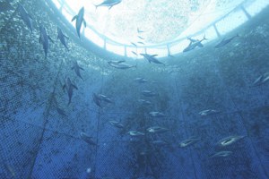 當大海變成養魚場——「海洋牧場」是永續漁產契機，還是海上動物工廠？