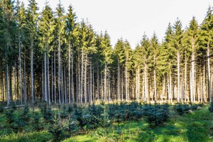 歐盟加速減碳 議會通過新法提高減碳目標與森林碳匯