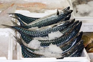 逾12年超限捕撈 北大西洋鯖魚不再是永續海鮮