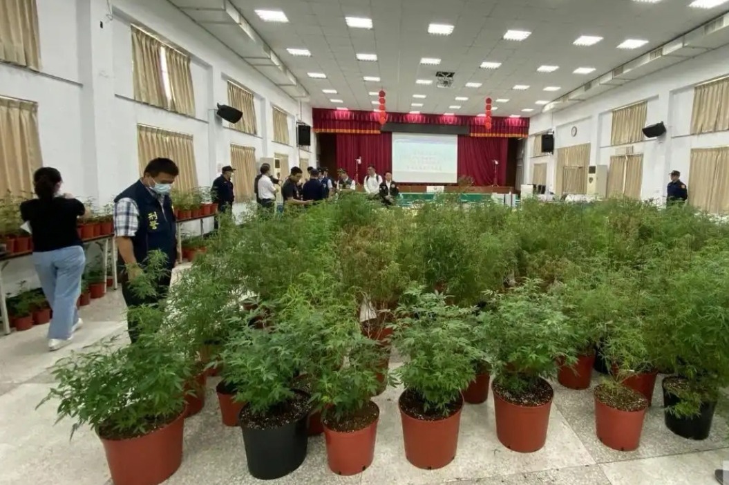 1500株大麻讓警局禮堂變植物園嘉義破獲最大大麻案 社會萬象 社會 聯合新聞網