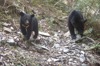 受困小台灣黑熊歷經7個月照養 傷癒重返山林
