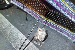 保育類貓頭鷹「領角鴞」雨天落難 警民撐傘暖心救援
