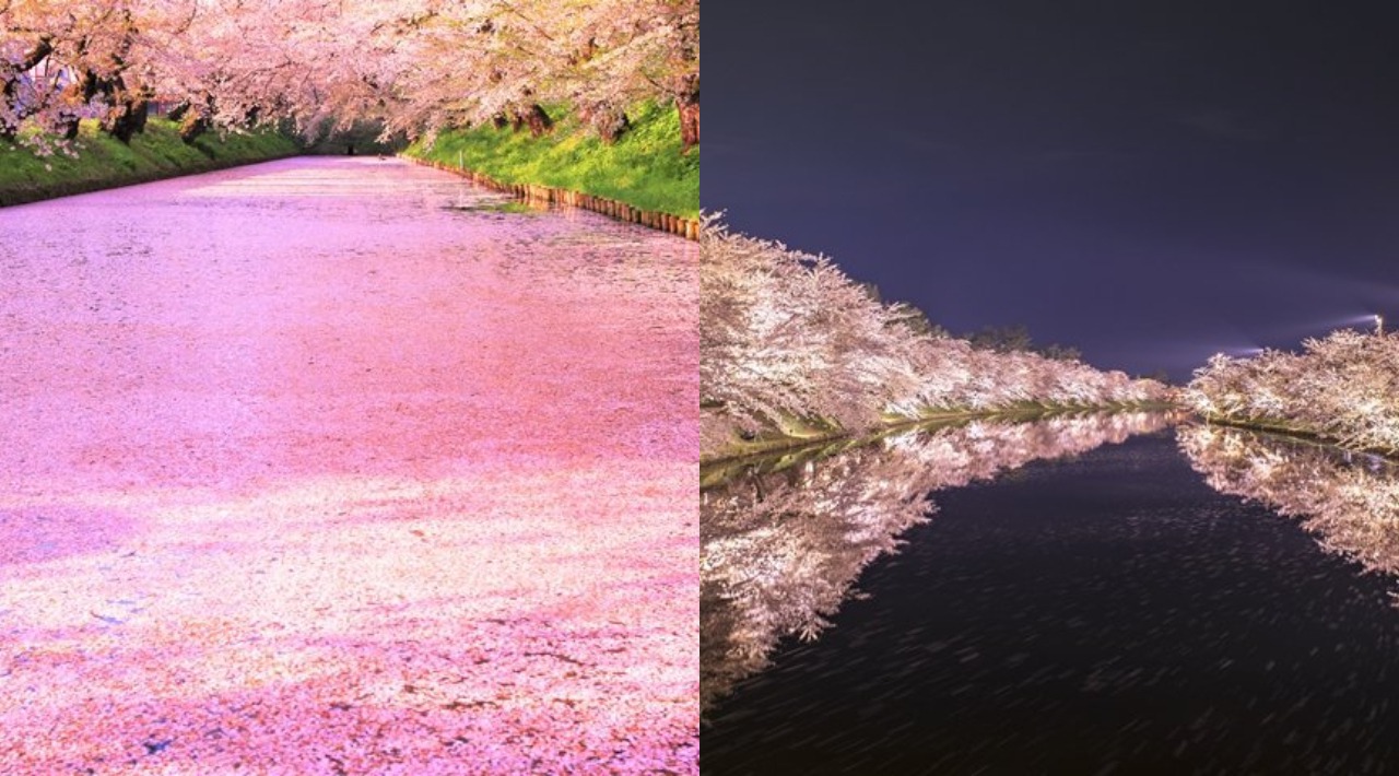 好粉紅的櫻花河 花季末的青森弘前公園 花筏 絕景超夢幻 旅遊 聯合新聞網