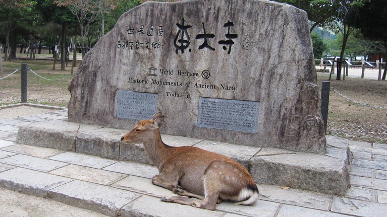 在東大寺石碑前休憩的奈良小鹿。　 圖／旅奇傳媒提供，徐意雯攝影