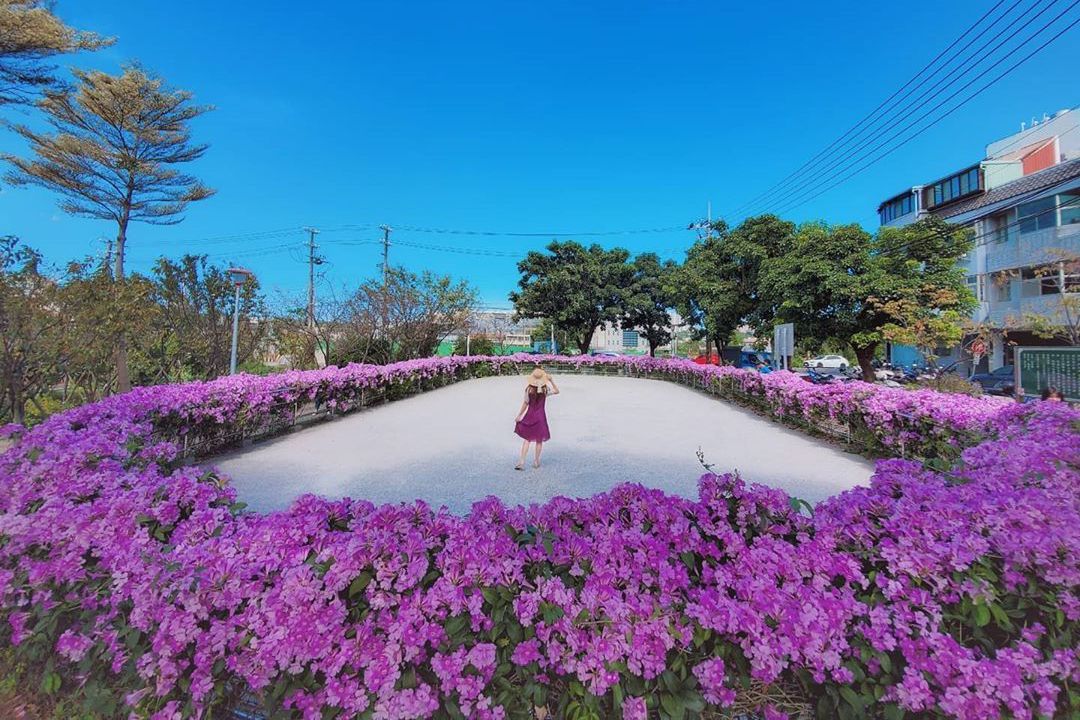 紫色花海圍繞太夢幻 桃園公園 最美溜冰場 整圈蒜香藤大爆發 旅遊 聯合新聞網