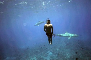 潛水時碰上虎鯊對多數人來說都是驚險萬分，卻是專業自由一位潛水選手5年來的日常，更建立了一段難得的人鯊友誼。圖／紐約時報