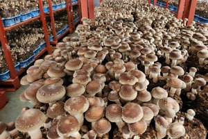 極端氣候影響香菇生長！農試所合作開發「水簾立體化栽培技術」 提升香菇產量30%！