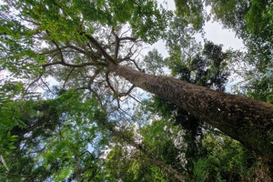 640歲長壽特有種！坪林台灣油杉調查 樹均161歲