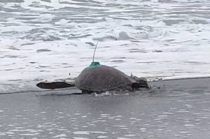 東海岸生病海龜增加…台東野放綠蠵龜 裝衛星追蹤器釐清病因