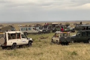 推特上的一段影音揭露，約20輛肯亞馬賽馬拉國家保護區的觀光狩獵休旅車，爭相以超距離圍觀野獸殘殺。圖／取自<a href=