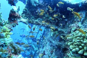 蘭嶼八代灣已沉沒39年的輪船已變成魚礁，成為蘭嶼著名的潛點。圖／藍海屋潛水提供