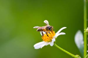 蜜蜂為什麼聞不到花香？氣候變遷改變了大自然的味道