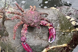 高雄西子灣數量最多！奇特螃蟹現蹤 專家建議別吃