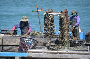 台南市牡蠣養殖產業面臨成本增加，氣候環境的挑戰，正走在十字路口。記者鄭惠仁／攝影