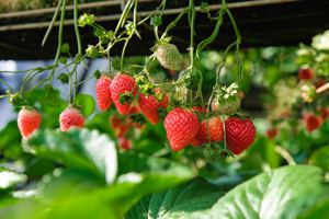 不用農藥也能種好草莓！清香休閒農場「以蟲攻蟲」樹蛙也歸來