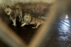 安徽恐怖動物園 開業3年養死20隻東北虎、3隻非洲獅