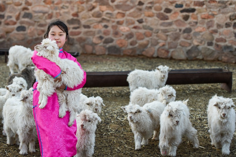蒙古捐贈3萬隻羊給大陸，「最萌援助」協助抗疫。圖為內蒙古草原上的羊群。 新華社