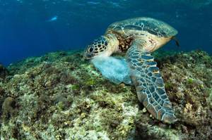 海中「追焦海龜」做普查－卻拍到...汙染與牠們的傷