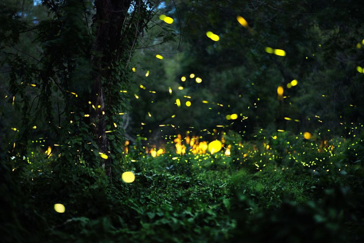 哪裡可以看螢火蟲？台灣6個賞螢秘境景點，必追季節限定奇幻美景