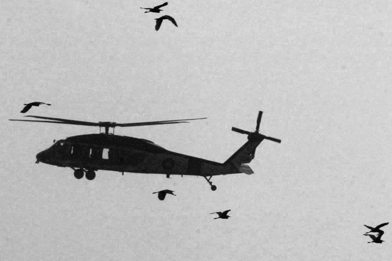飛機在空中最怕遇到鳥擊事件。圖為國軍一架直升機起降演練，一群野鳥盤旋不去。 圖／聯合報系資料照片